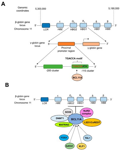 beta thalassemia hemoglobin|Children’s Hospital of Philadelphia’s First FDA Approved Gene .